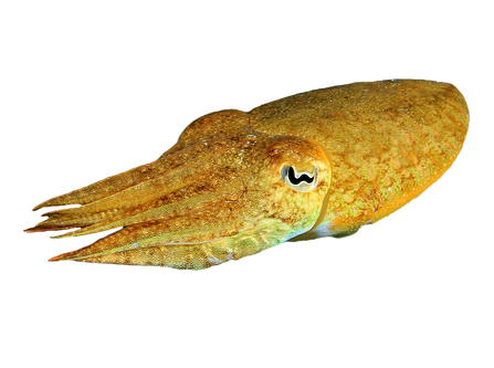 Sepia bläckfisk